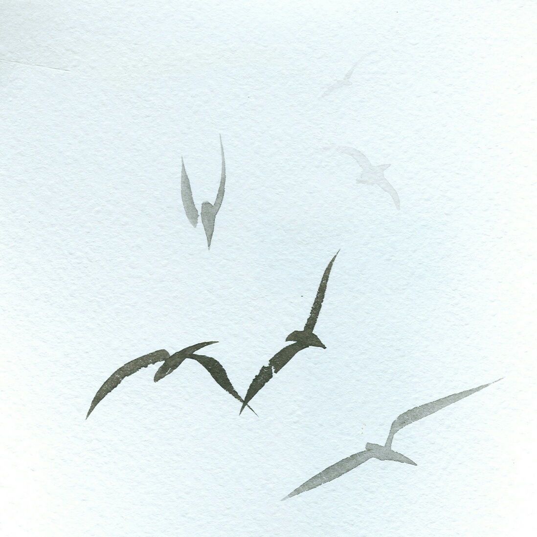 Maritime Jay logo