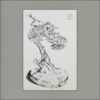 r1604-006f-pine-bonsai-s