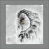 r1701-029f-suprised-owl-s