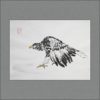 r2107-008f-white-shoulder-eagle-s